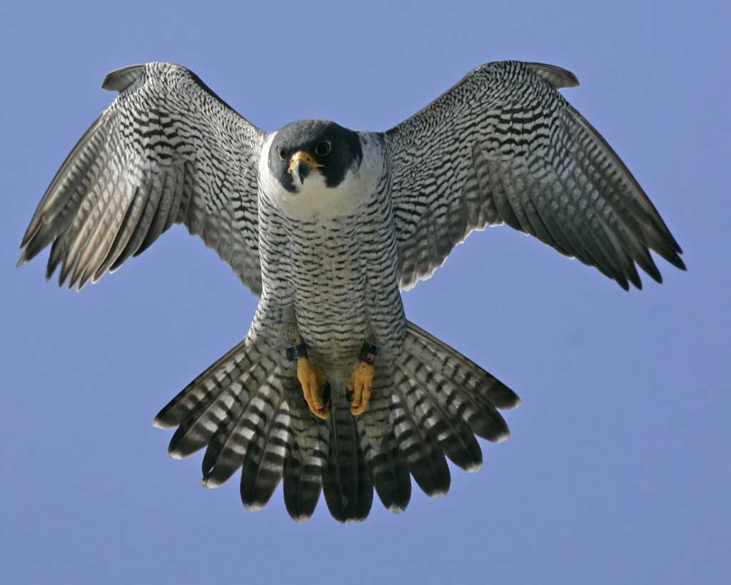 Falcon Avatar